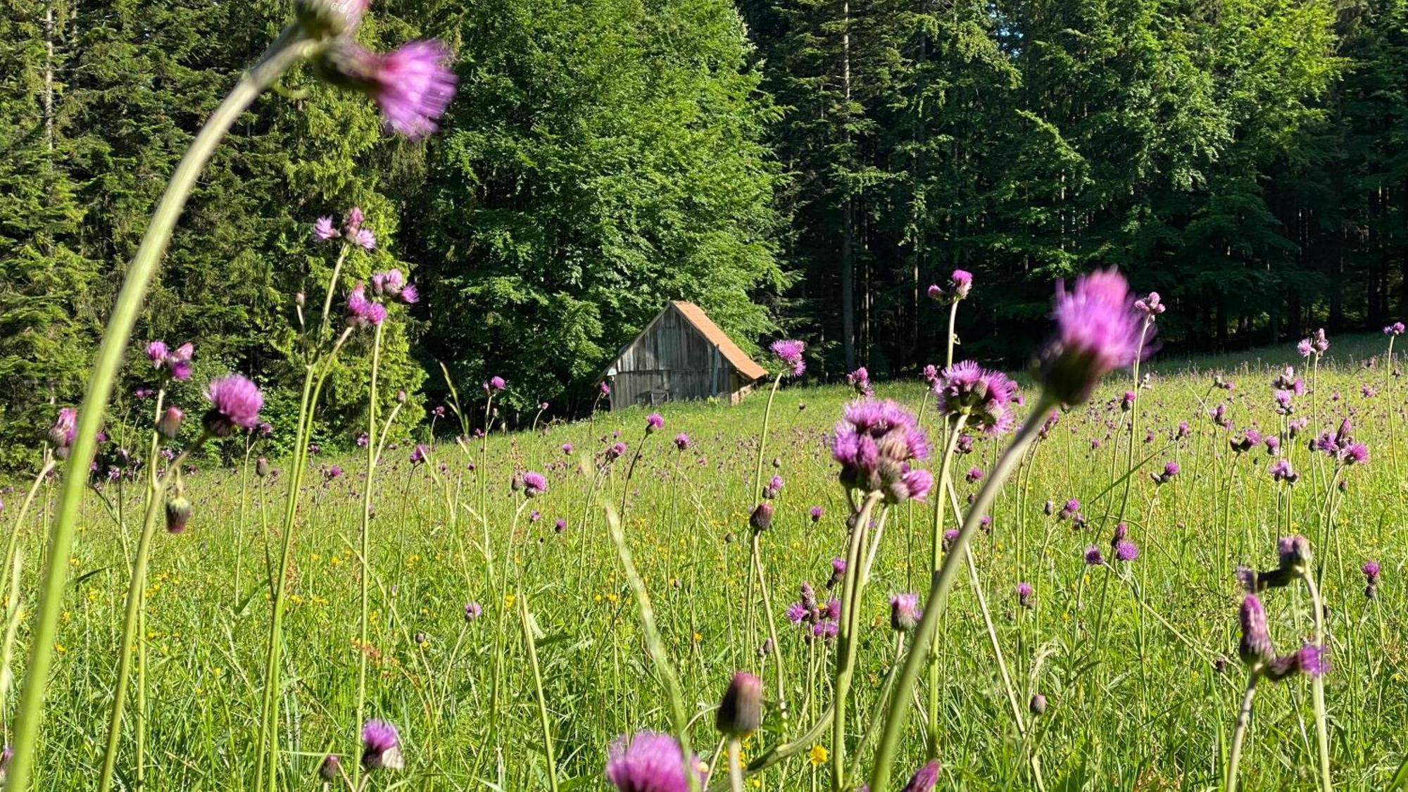 Dom Wypoczynkowy Pod Polanka Korbielów Exteriér fotografie